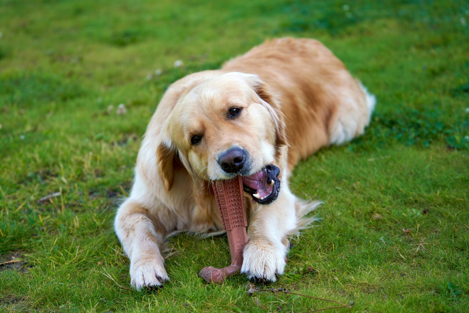 How At-Home Dental Care Makes It Easier to Check Your Dog’s Teeth