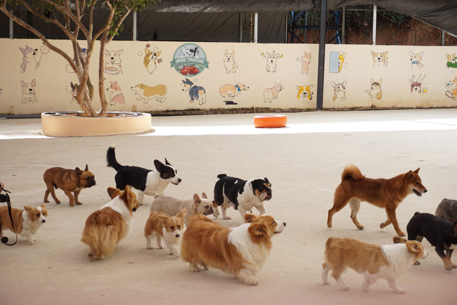 Finding the Right Dog Daycare for Your Dog’s Needs